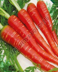 Lal Badshah Carrot Seeds