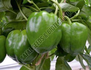 Safal Wonder Capsicum Seeds