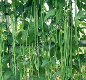 Sel.SSB 797 Beans Seeds