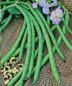 SSB 109 Beans Seeds