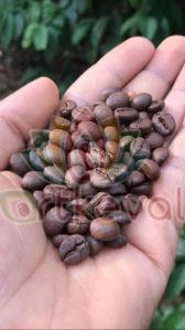 arabica coffee beans