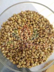 Coriander Seeds