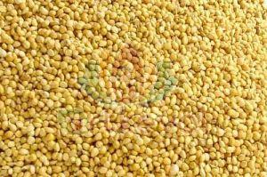 Foxtail Millet Seeds
