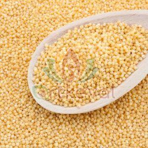 Little Millet Seeds