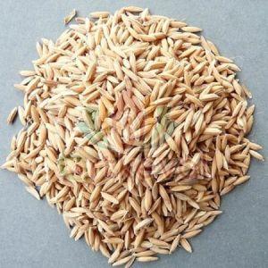 Paddy Rice