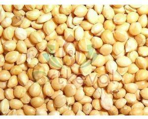 Proso Millet Seeds