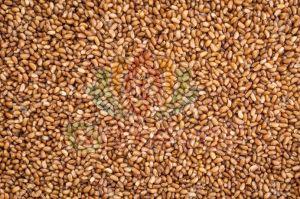 Teff Seeds