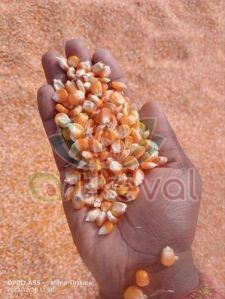 Yellow Maize Seeds
