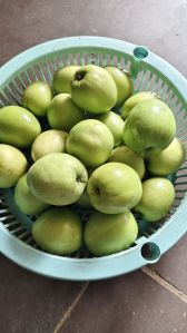 Apple Ber
