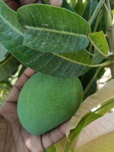 A Grade Fresh Mango