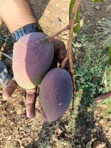 A Grade Fresh Mango