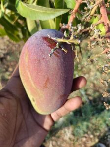 A Grade Fresh Mango