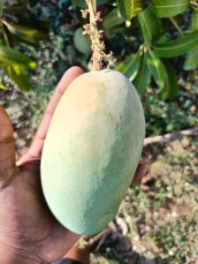 A Grade Fresh Mango