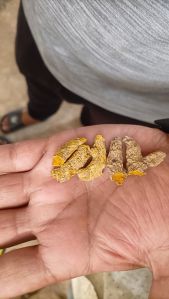 turmeric