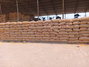 A Grade Yellow Maize