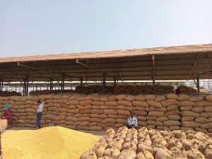 A Grade Yellow Maize