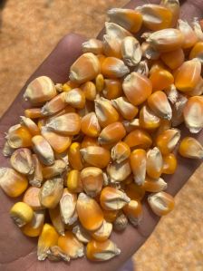 A Grade Yellow Maize