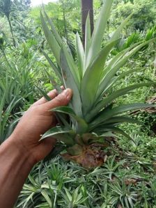 Pineapple Sucker Plants