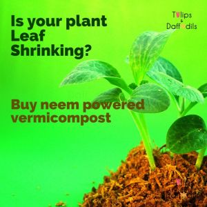Organic Fertilizer