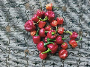 Organic Fertilizer