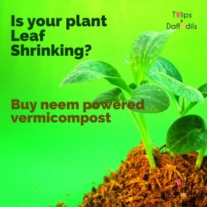 Organic Compost Fertilizer