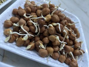 Black Chickpea Sprouts