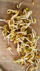 Fenugreek Sprouts