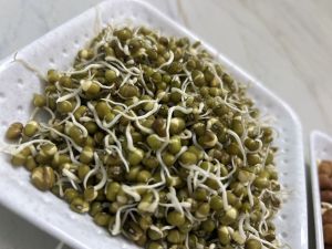 Green Moong Sprouts
