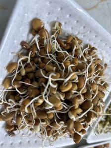Organic Cowpeas Sprouts
