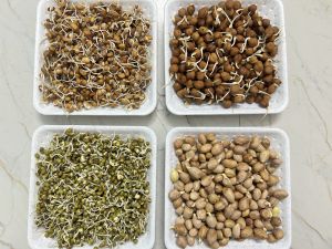 Dehydrated Mix Sprouts