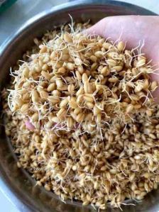 Wheat Sprouts