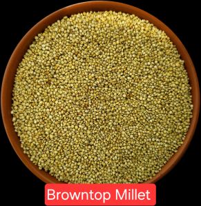 Unpolished Browntop Millet