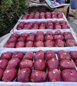 Fresh Red Delicious Apple