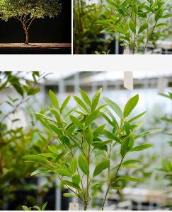 Plot for sale agricultural plantation