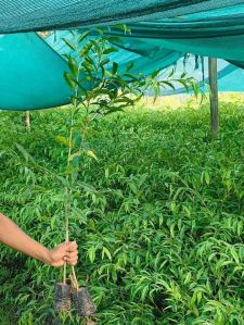 Agarwood Plant