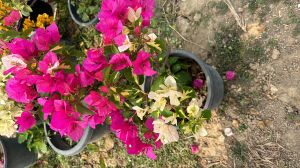 Bougainvillea Flower Plant