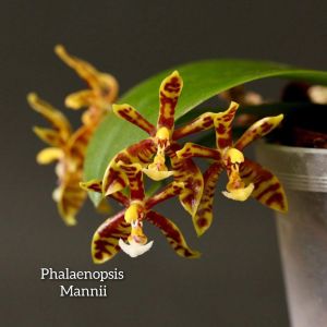 Orchid Flower Plant