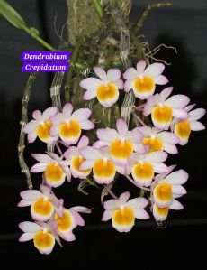 Orchid Flower Plant