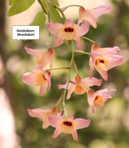 Orchid Flower Plant