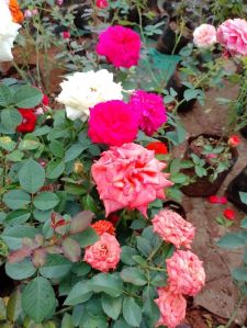Rose Plant