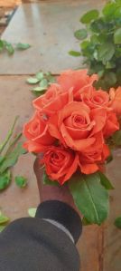 Rose Plant