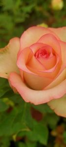 Rose Plant