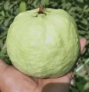 Fresh Guava Plant