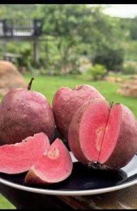 Red Guava Plant
