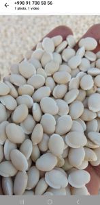 Lima Bean