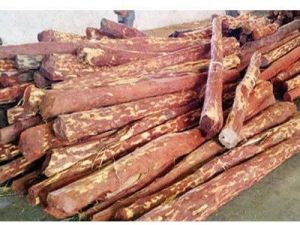 Natural Red Sandalwood Logs