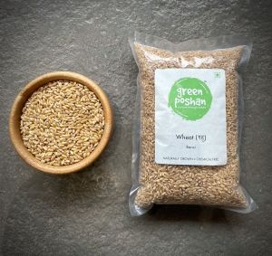 Organic Bansi Wheat