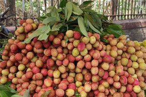 Fresh Litchi
