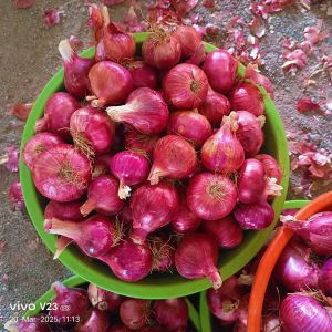 Fresh Red Onion
