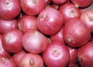 Organic Red Onion